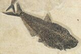 & Diplomystus Fish Fossils - Wyoming #266207-2